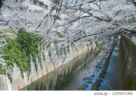 神田川 早稲田面影橋、都電早稲田電停付近の桜 神田川 早稲田面影橋、都電早稲田電停付近の桜 124503166