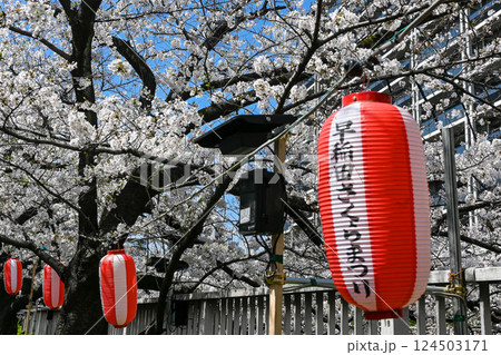 神田川　早稲田面影橋、都電早稲田電停付近の桜 124503171