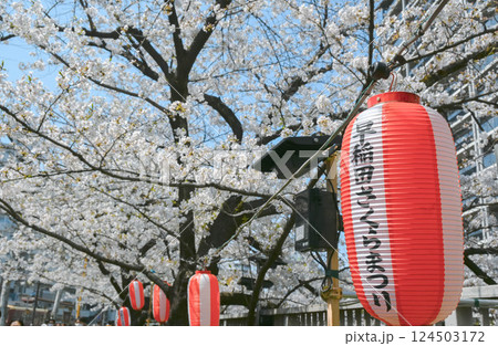 神田川　早稲田面影橋、都電早稲田電停付近の桜 124503172