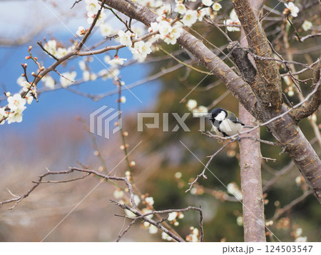 梅の花とシジュウカラ 梅の花とシジュウカラ 124503547