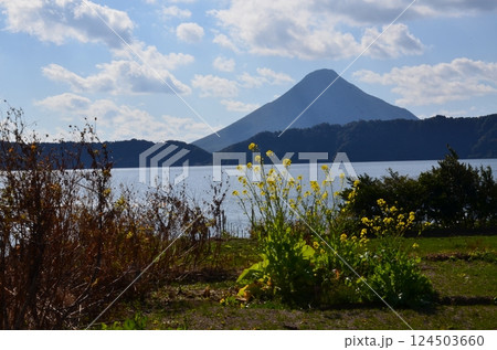 開聞岳と菜の花 開聞岳と菜の花 124503660