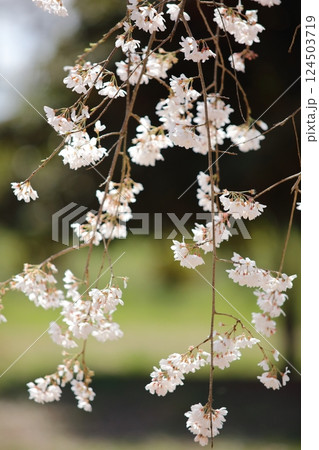 逆光に輝く枝垂れ桜 逆光に輝く枝垂れ桜 124503719