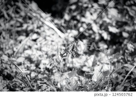 野原のアゲハ蝶～モノクロームの世界～ 124503762