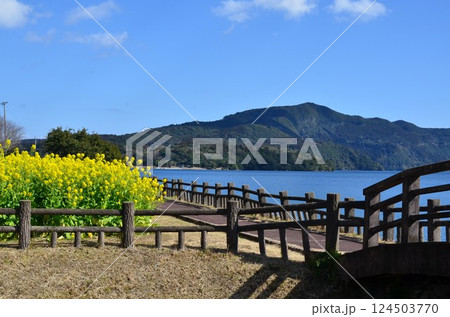 池田湖と菜の花 124503770