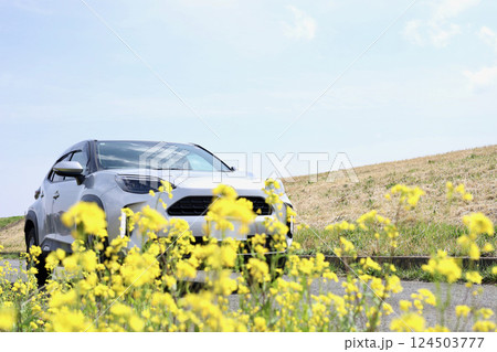 菜の花と自動車 124503777