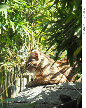 ツシマヤマネコ 124503798