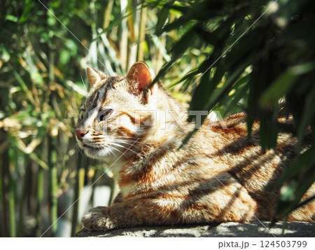 ツシマヤマネコ 124503799