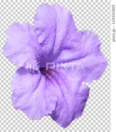 Purple Mexican petunia transparent Purple Mexican petunia transparent 124503805