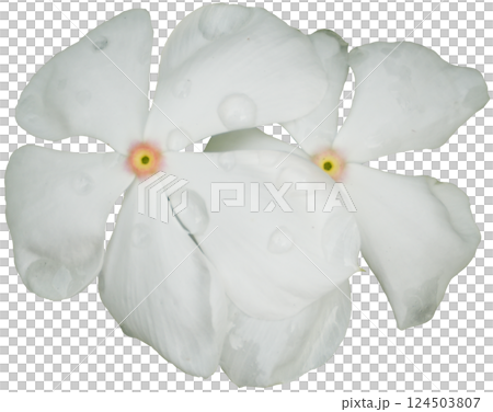 White  Madagascar Periwinkle, 124503807