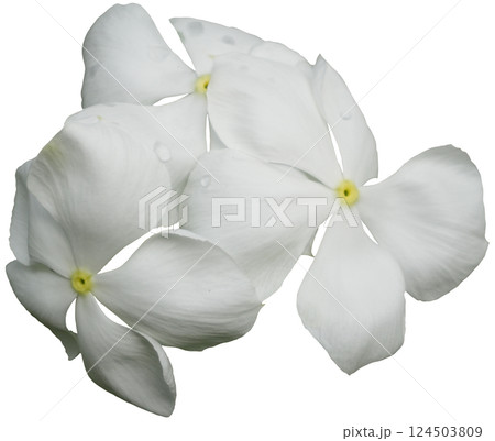 White Madagascar Periwinkle, White Madagascar Periwinkle, 124503809