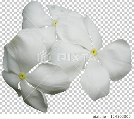 White Madagascar Periwinkle, White Madagascar Periwinkle, 124503809