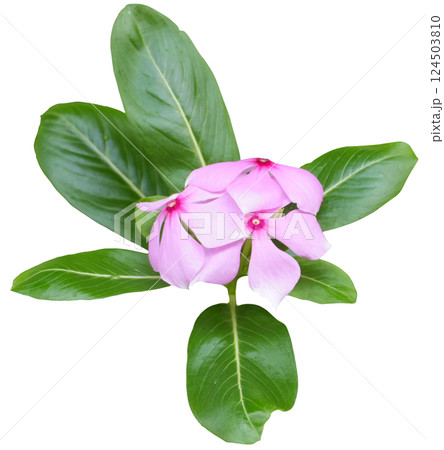 Pink Madagascar Periwinkle transparent Pink Madagascar Periwinkle transparent 124503810