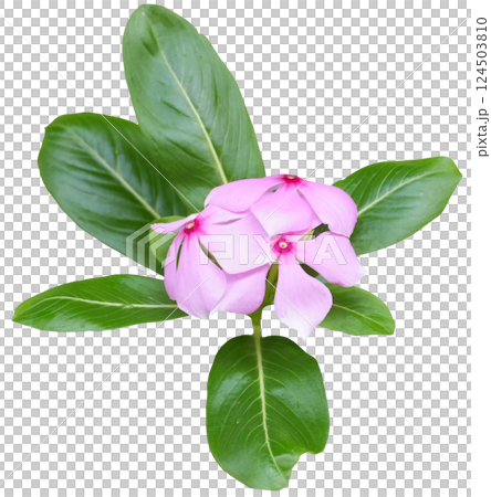 Pink Madagascar Periwinkle transparent Pink Madagascar Periwinkle transparent 124503810