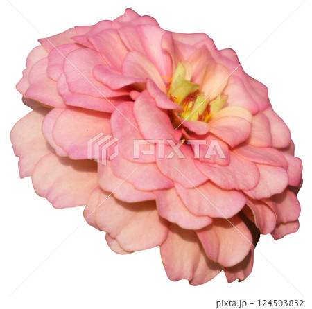 Zinnia flower transparent background 124503832