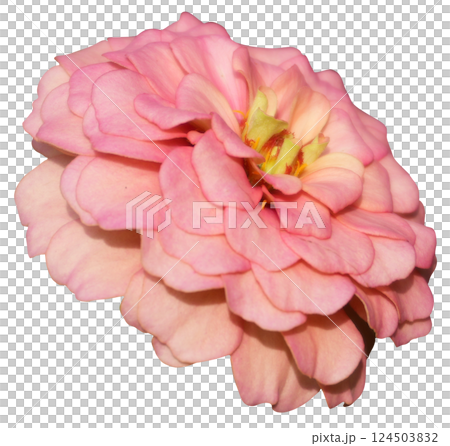 Zinnia flower transparent background 124503832