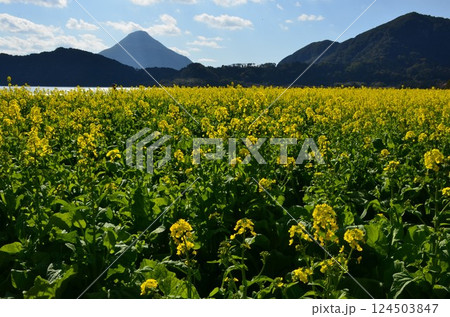 開聞岳と菜の花 124503847