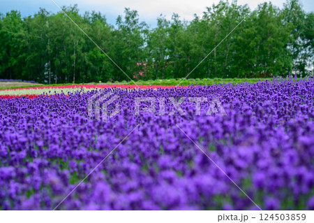 美しいラベンダー畑 124503859