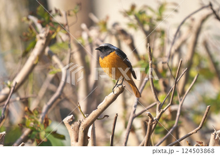 ジョウビタキ 124503868