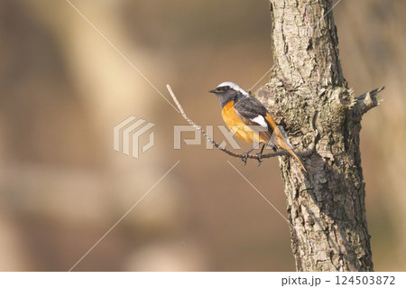 ジョウビタキ ジョウビタキ 124503872
