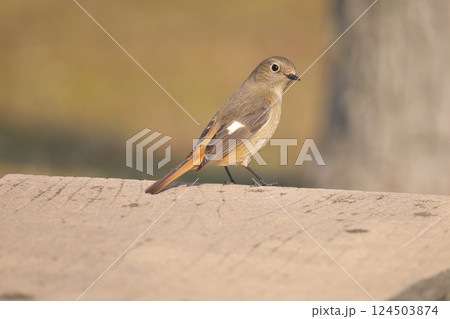 ジョウビタキ 124503874