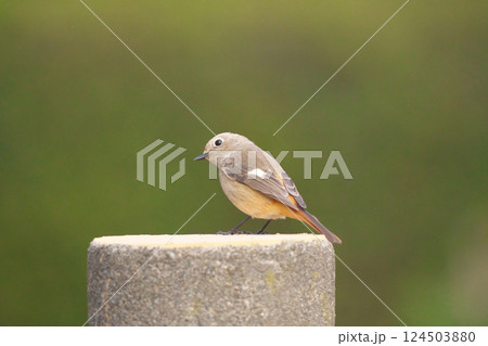 ジョウビタキ 124503880