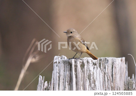 ジョウビタキ 124503885