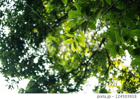 Green leaves nature in spring in the forest. Nature background image of leaves. Green leaves nature in spring in the forest. Nature background image of leaves. 124503918