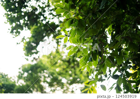 Green leaves nature in spring in the forest. Nature background image of leaves. Green leaves nature in spring in the forest. Nature background image of leaves. 124503919