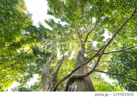 Big tree in green forest from below view. Good nature and environment. Nature conservation. Big tree in green forest from below view. Good nature and environment. Nature conservation. 124503920