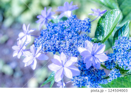 朝の陽ざしに花開くあじさい～青い朝～ 124504003
