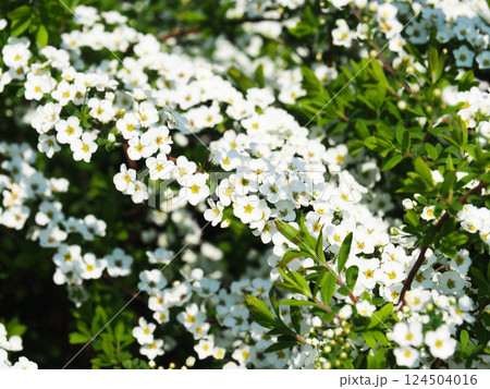 ユキヤナギの花 124504016