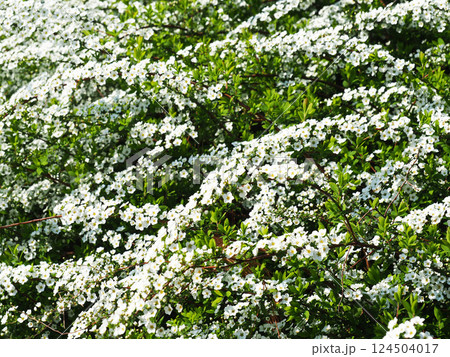 ユキヤナギの花 ユキヤナギの花 124504017