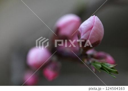 ハナモモの花の蕾 124504163