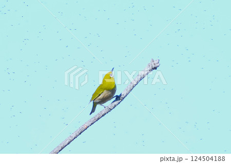 メジロ メジロ 124504188