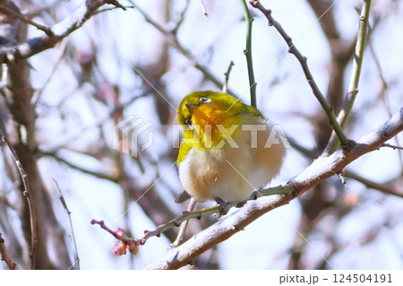 メジロ メジロ 124504191