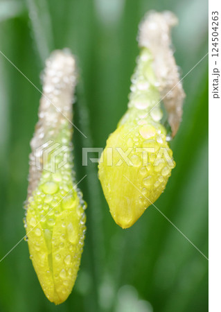 A CloseUp View of Dewy Yellow Flower Buds Captured Beautifully in the Natural Environment A CloseUp View of Dewy Yellow Flower Buds Captured Beautifully in the Natural Environment 124504263