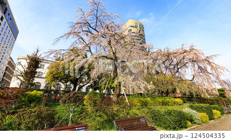 満開の桜とマリンタワーとみなとみらい 124504335