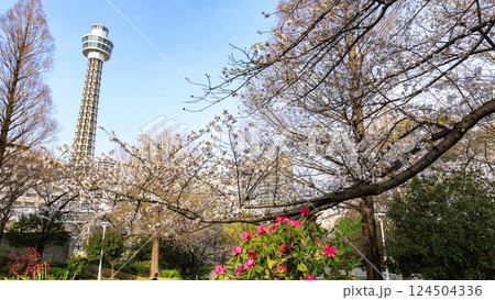 満開の桜とマリンタワーとみなとみらい 124504336