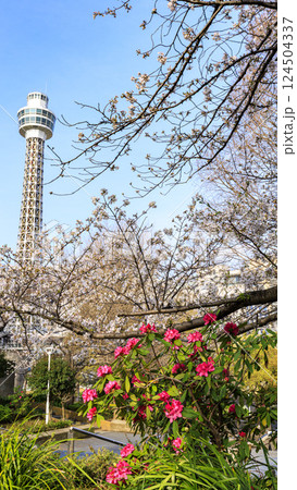 満開の桜とマリンタワーとみなとみらい 124504337