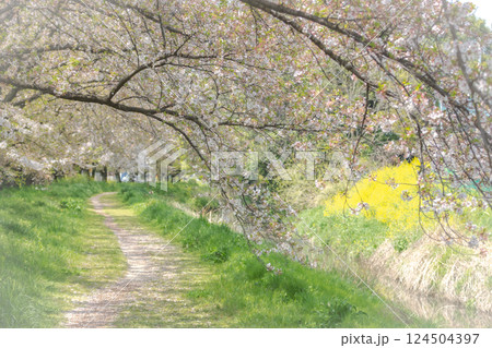 桜のトンネルを歩く 124504397