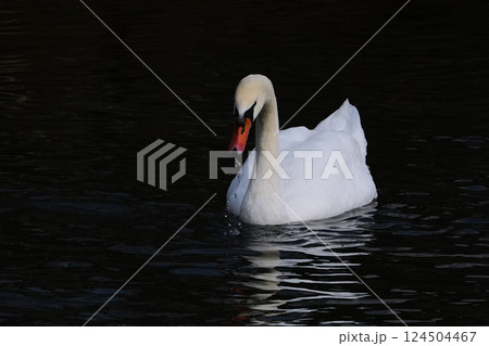 渡りを終えて水面で羽を休めるハクチョウ 124504467
