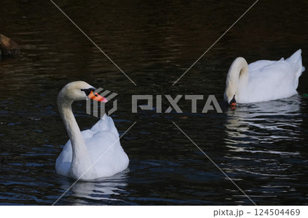 渡りを終えて水面で羽を休めるハクチョウ 124504469