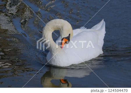 渡りを終えて水面で羽を休めるハクチョウ 124504470