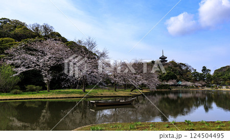 三渓園の桜 124504495