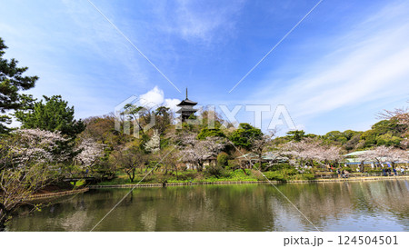 三渓園の桜 三渓園の桜 124504501