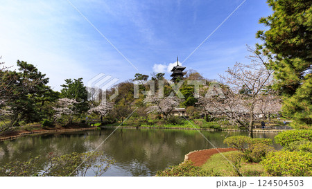 三渓園の桜 三渓園の桜 124504503