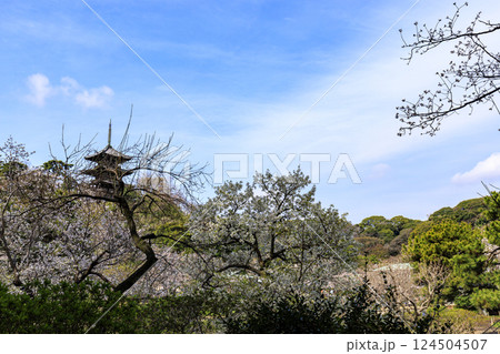 三渓園の桜 124504507