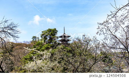 三渓園の桜 124504508