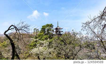 三渓園の桜 124504509