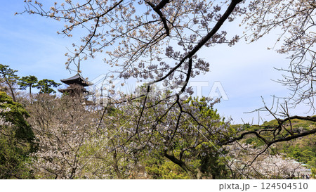 三渓園の桜 124504510
